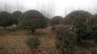 都市爆料石榴树视频下载,揭秘石榴树视频下载背后的秘密  第3张