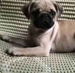 巴哥爆料最新人物图片  第2张